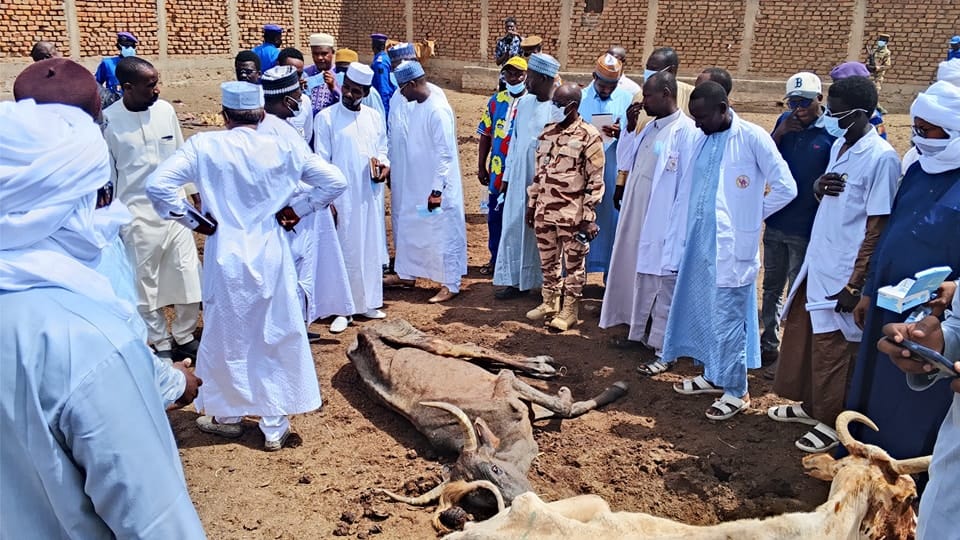contrôle sanitaire des animaux à N’Djamena