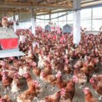 Gabon : la souveraineté alimentaire, un enjeu entre ambitions affichées et champions locaux