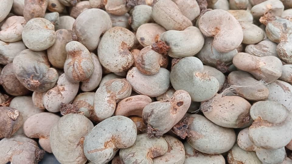 Les anacardiers du Bounkani souffrent d'un manque de pluie, affectant la production de noix de cajou.