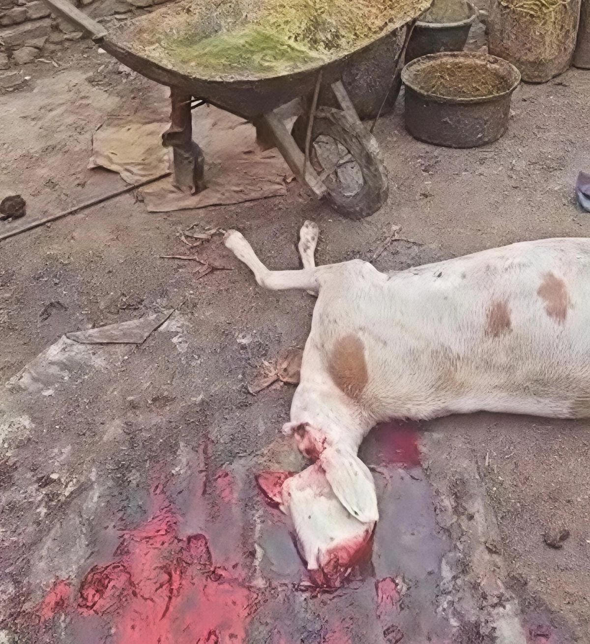 Démantèlement d'un abattoir illégal à Abéché
