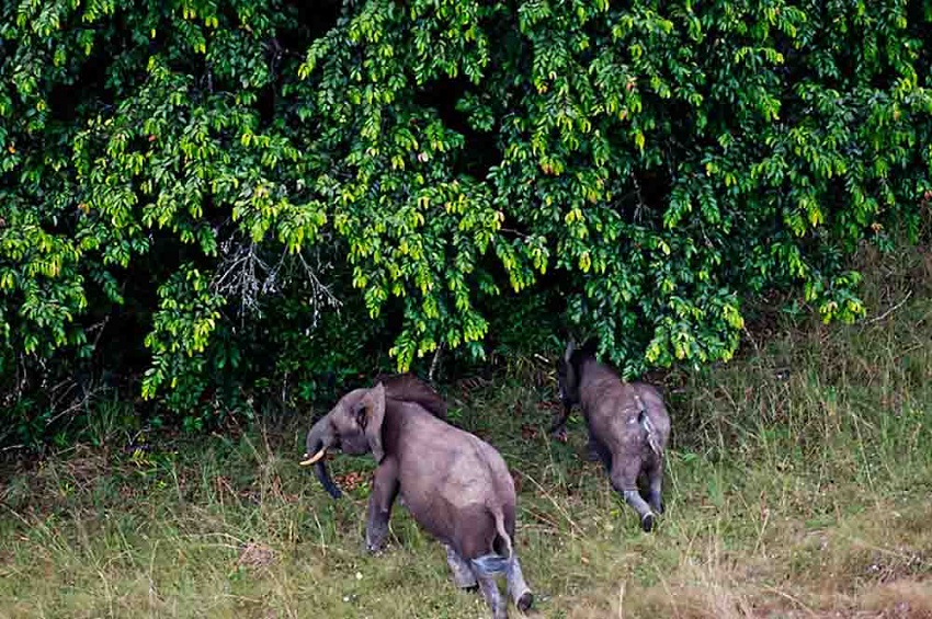 éco-tourisme dans les parcs naturels du Gabon